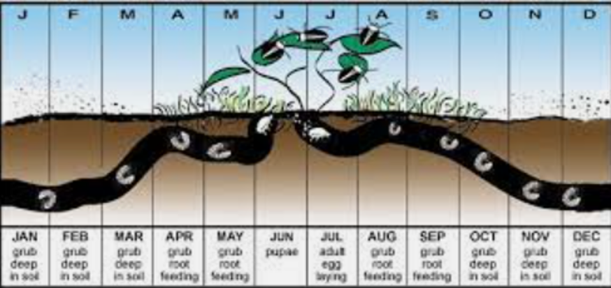 Japanese Beetle Life Cycle — Southbury, CT — Bob's Tree Service