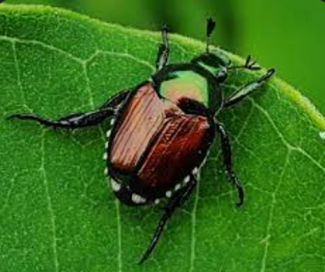 Japanese Beetle — Southbury, CT — Bob's Tree Service