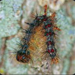 Killed by Virus — Southbury, CT — Bob's Tree Service