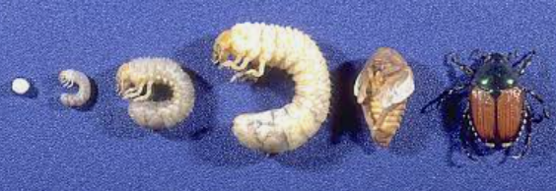 Larvae Grubs — Southbury, CT — Bob's Tree Service