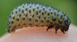 Leaf Feeding Beetle Larva — Southbury, CT — Bob's Tree Service