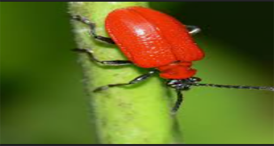 Lily Leaf Beetle — Southbury, CT — Bob's Tree Service