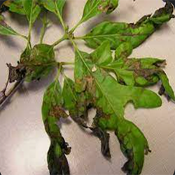 Oak Anthracnose — Southbury, CT — Bob's Tree Service