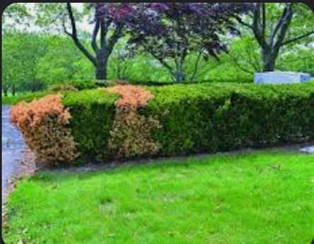 Phytophthora Root Rot Bush — Southbury, CT — Bob's Tree Service