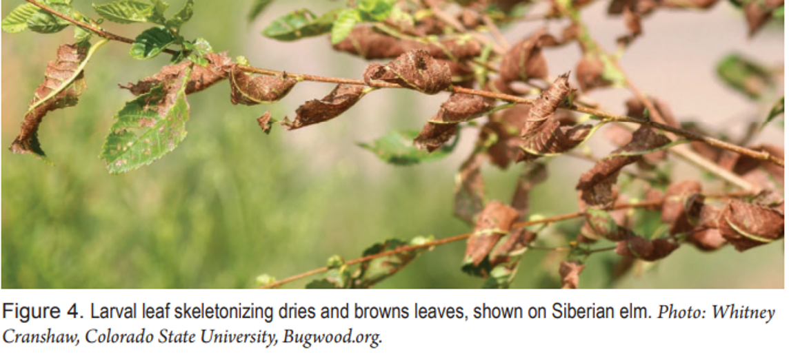 Larval Leaf — Southbury, CT — Bob's Tree Service