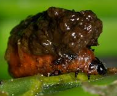 Adult beetles — Southbury, CT — Bob's Tree Service