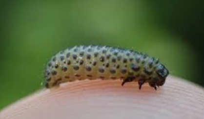Caterpillar — Southbury, CT — Bob's Tree Service