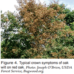 Typical Crown — Southbury, CT — Bob's Tree Service