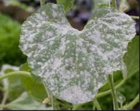 Powdery Mildew — Southbury, CT — Bob's Tree Service