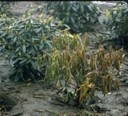 Phytophthora Root Rot — Southbury, CT — Bob's Tree Service
