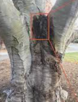 Phytophthora Root Rot Tree — Southbury, CT — Bob's Tree Service