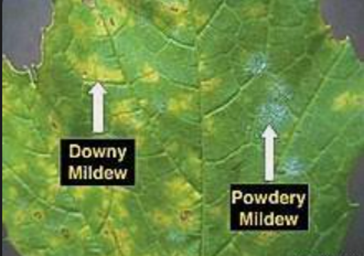 Downy Mildew And Powdery Mildew — Southbury, CT — Bob's Tree Service