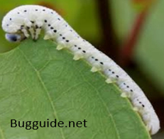 Sawfly Larva — Southbury, CT — Bob's Tree Service