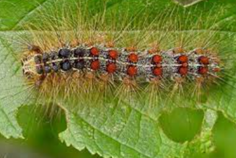 Spongy Moth — Southbury, CT — Bob's Tree Service