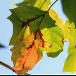 Sycamore Anthracnose — Southbury, CT — Bob's Tree Service