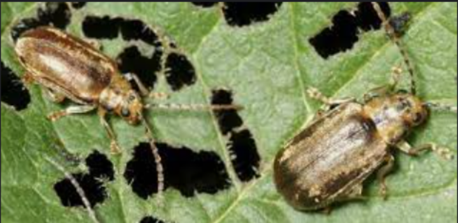 Viburnum Leaf Beetle — Southbury, CT — Bob's Tree Service