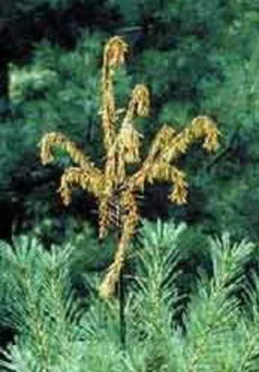 White Pine Weevil — Southbury, CT — Bob's Tree Service