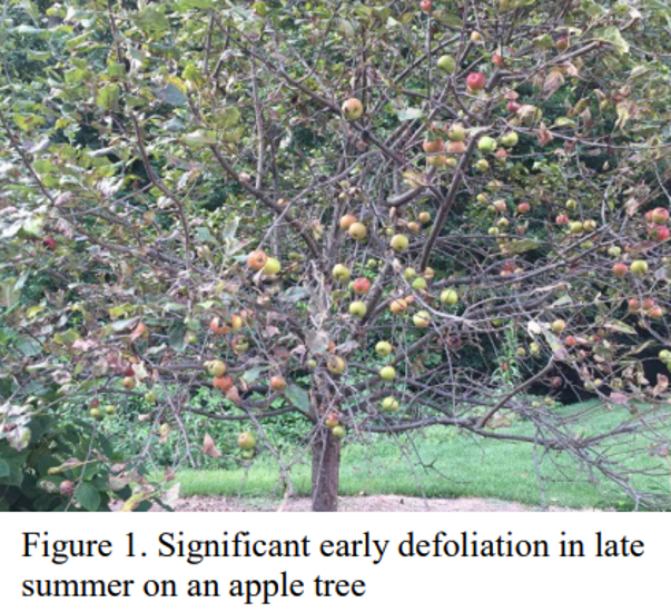 Apple Tree — Southbury, CT — Bob's Tree Service