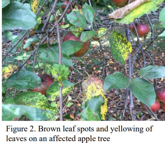 Brown Leaf — Southbury, CT — Bob's Tree Service