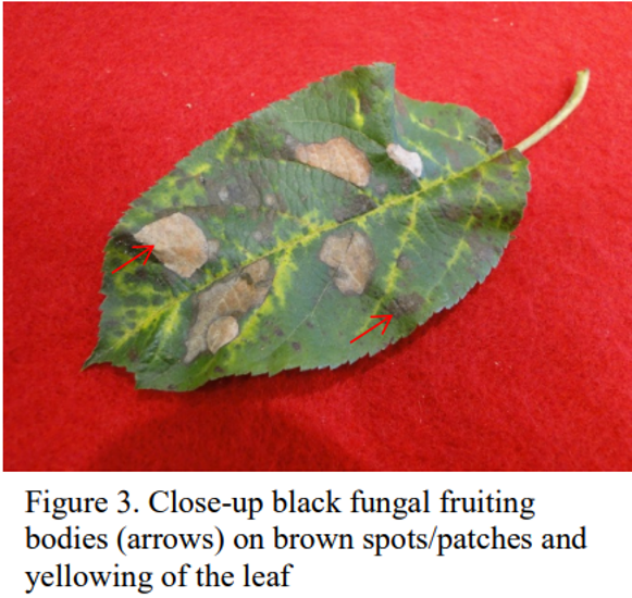 Black Fungal Fruiting — Southbury, CT — Bob's Tree Service