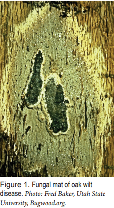 Fungal Mat Of Oak — Southbury, CT — Bob's Tree Service