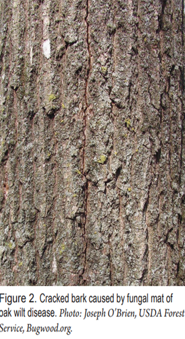 Cracked Bark — Southbury, CT — Bob's Tree Service