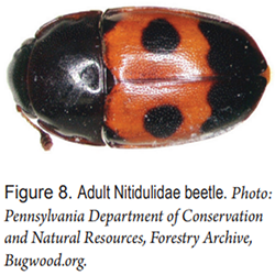Adult Nitidulidae — Southbury, CT — Bob's Tree Service