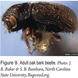 Adult Oak Bark Beetle — Southbury, CT — Bob's Tree Service