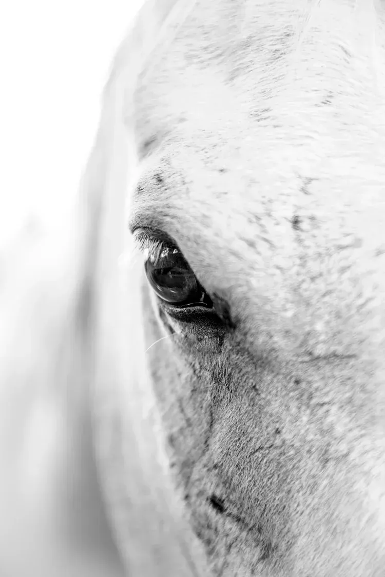 Close-up black and white photo of a horse's eye, focused on the dark iris and surrounding skin.