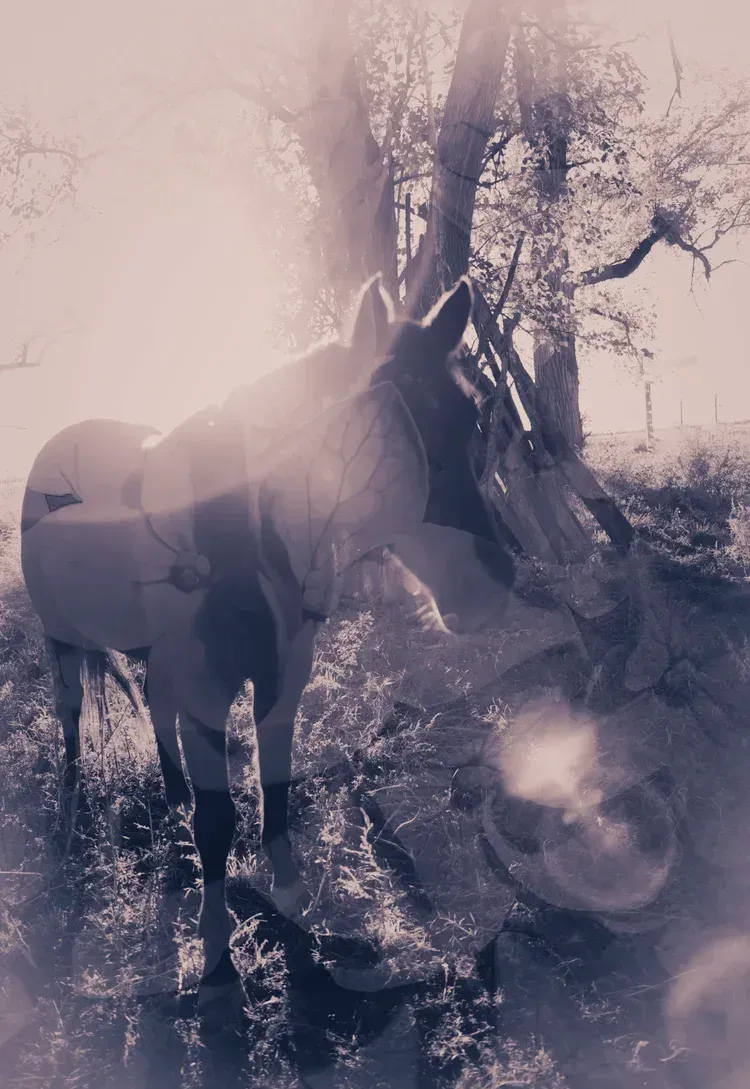Unicorn standing near a tree in a sunny forest, with sunlight filtering through leaves.