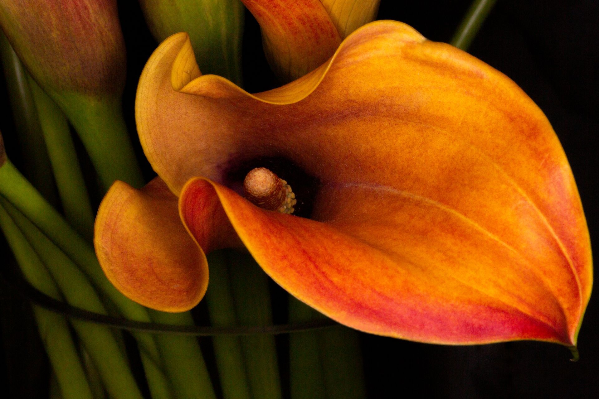 Orange and purple calla lily bloom, dark background.