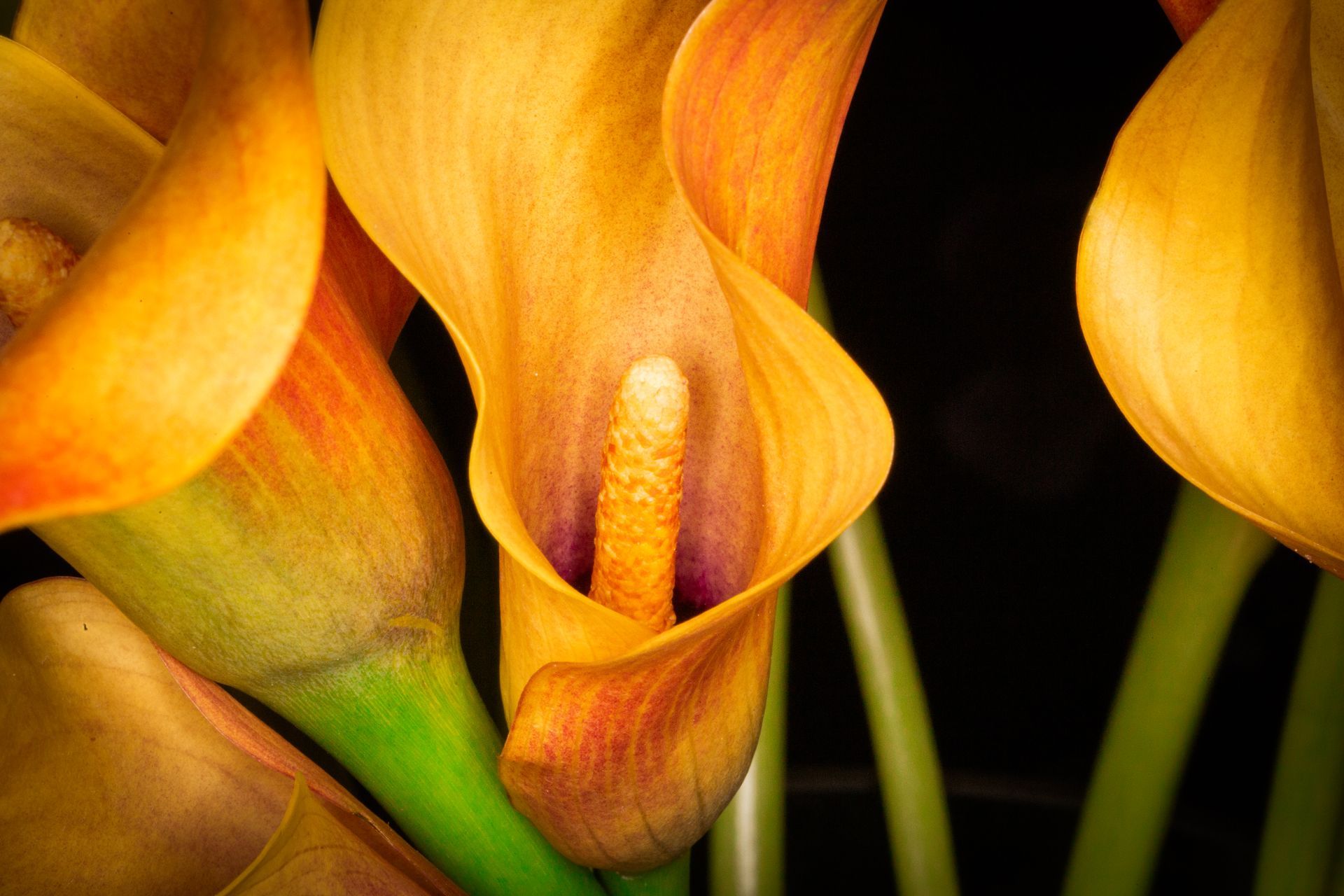 Close-up of orange and yellow calla lilies with a black background.