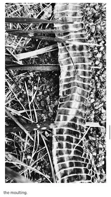 Close-up of snake skin shedding on ground, showing segmented pattern.