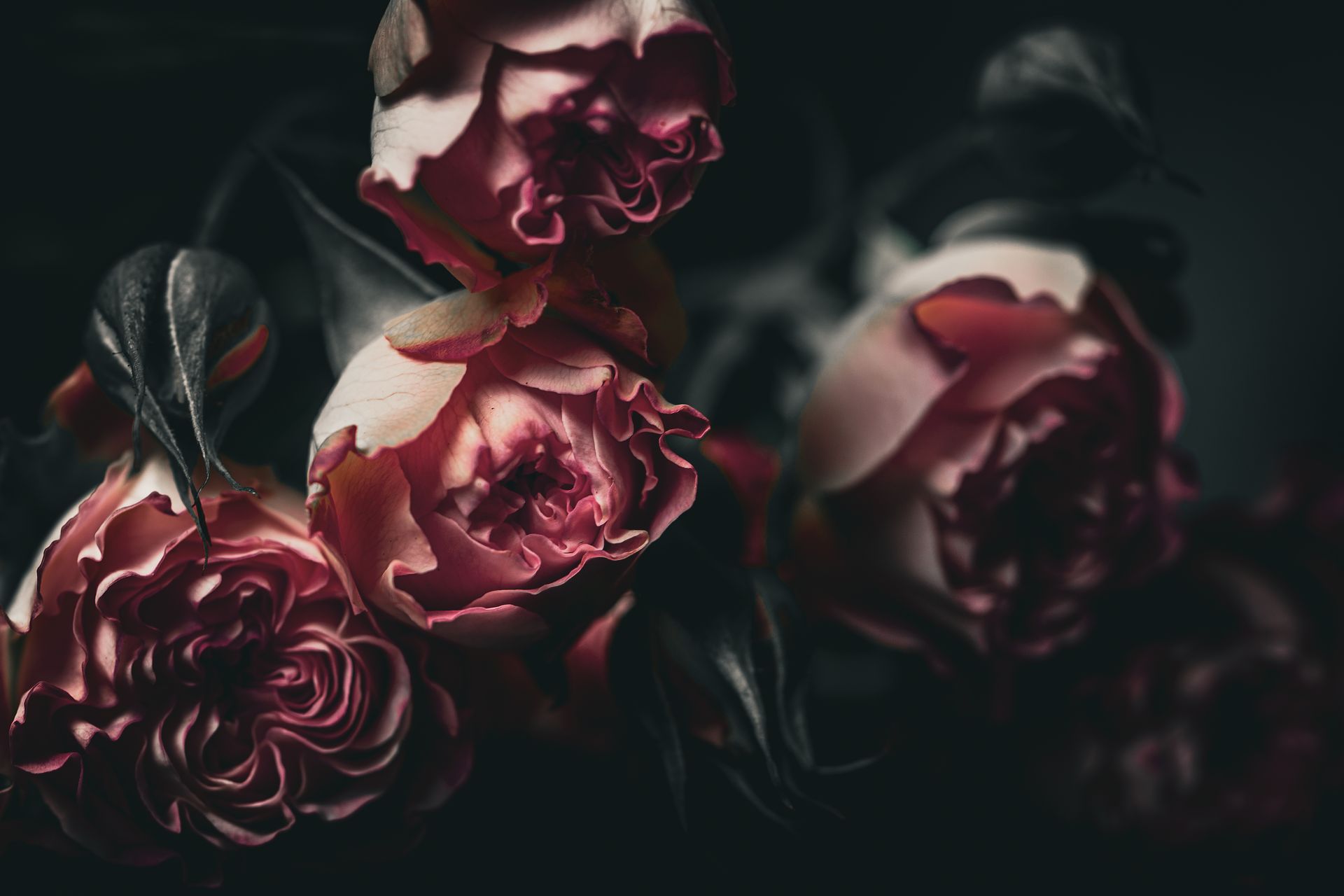 Dark, moody close-up of pink roses with tightly curled petals and dark green leaves against a black background.