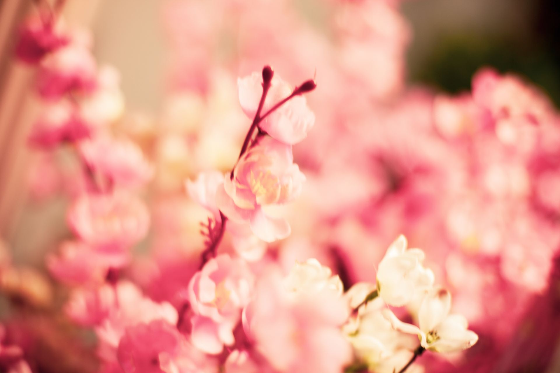 Pink cherry blossoms in soft focus.