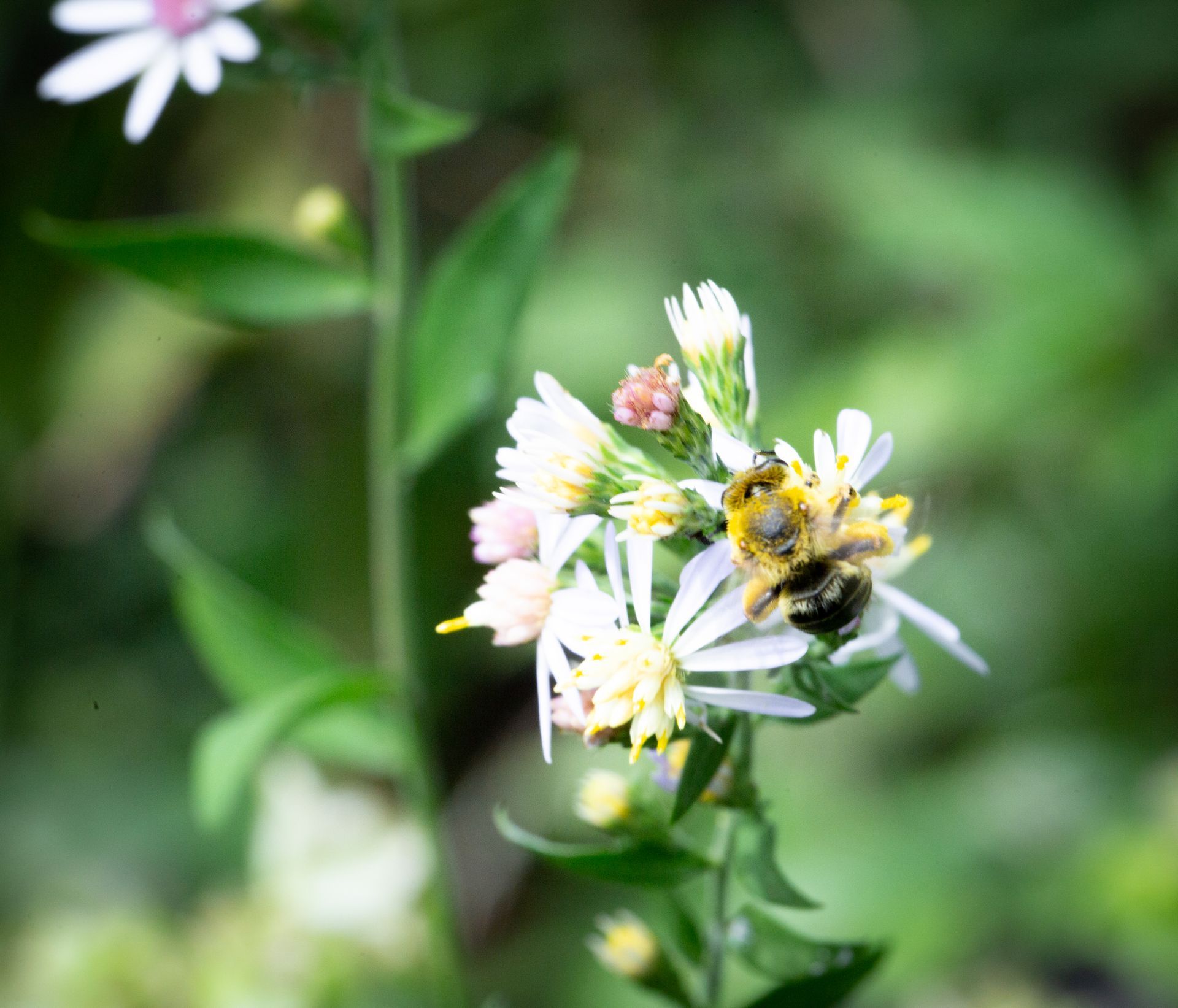 Bee covered in pollen on white and yellow flowers.