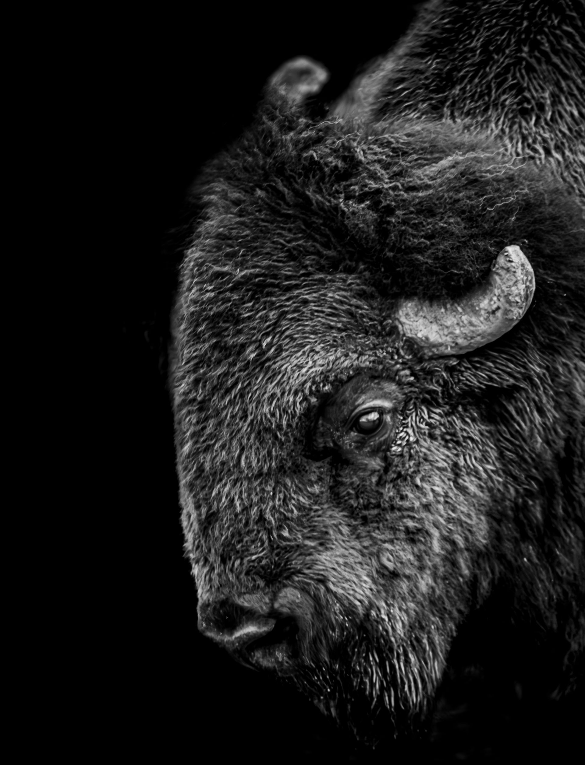 Black and white close-up of a bison's head; dark fur, small curved horn, intense gaze.