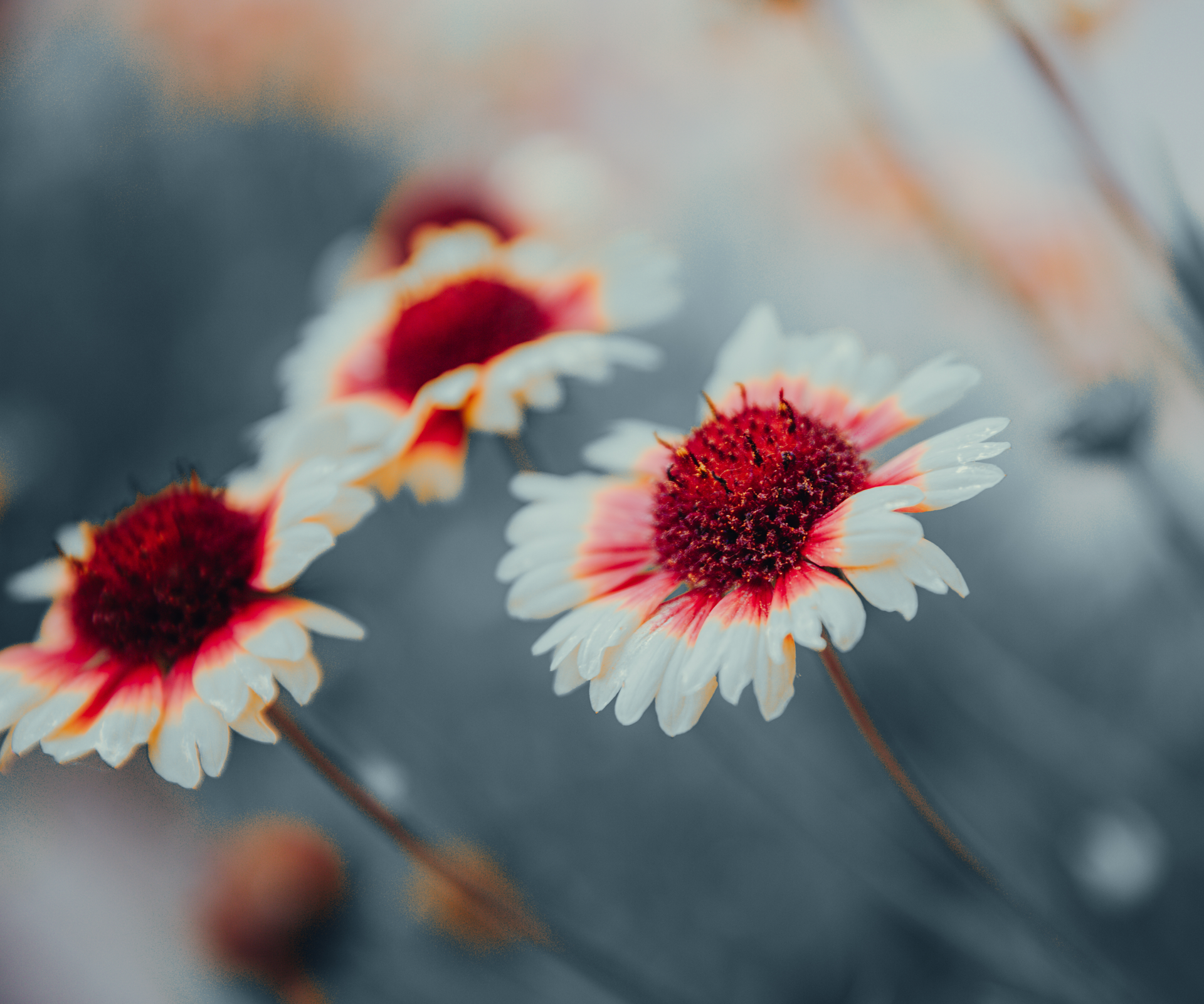 Close-up of Gaillardia flowers with white petals and red centers, set against a muted blue background.