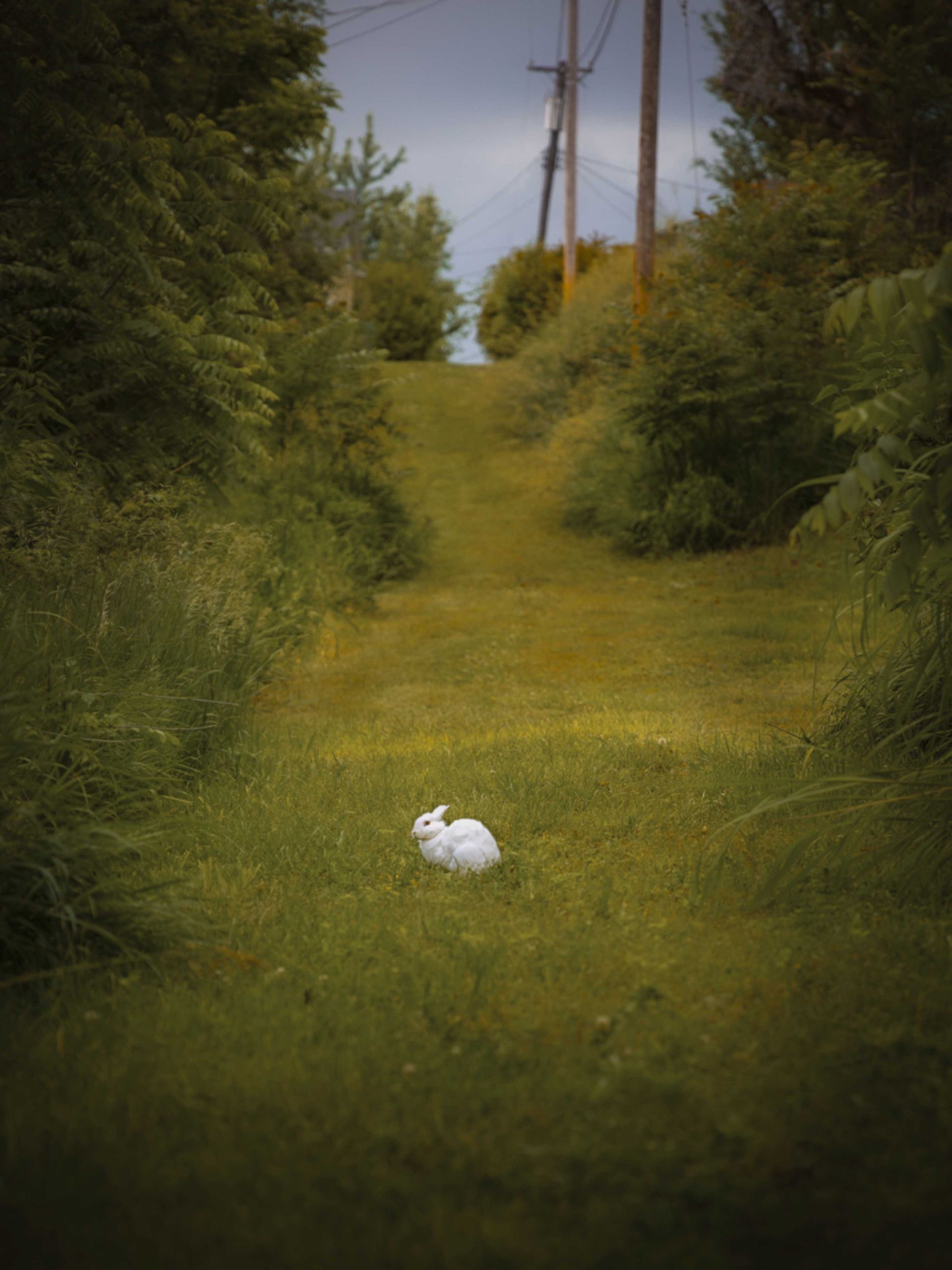 White rabbit sitting on grass in a rural setting; path leads uphill between greenery.