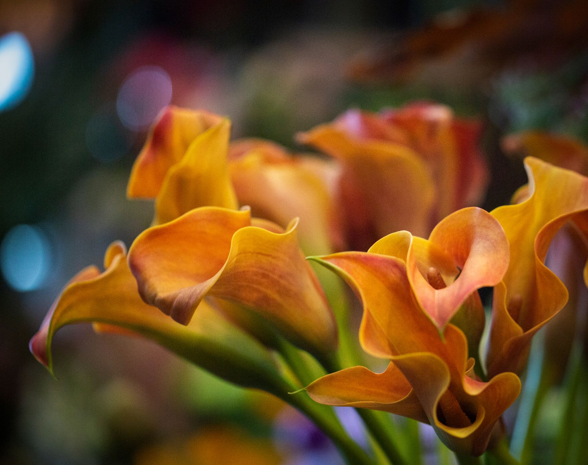 Orange calla lilies in a bouquet, with blurred background.