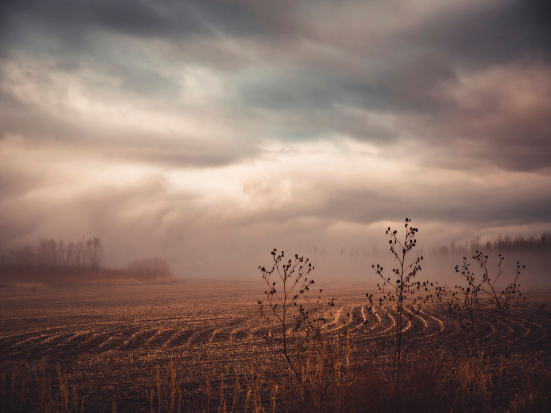 Field with rows and sparse plants under a cloudy, overcast sky.
