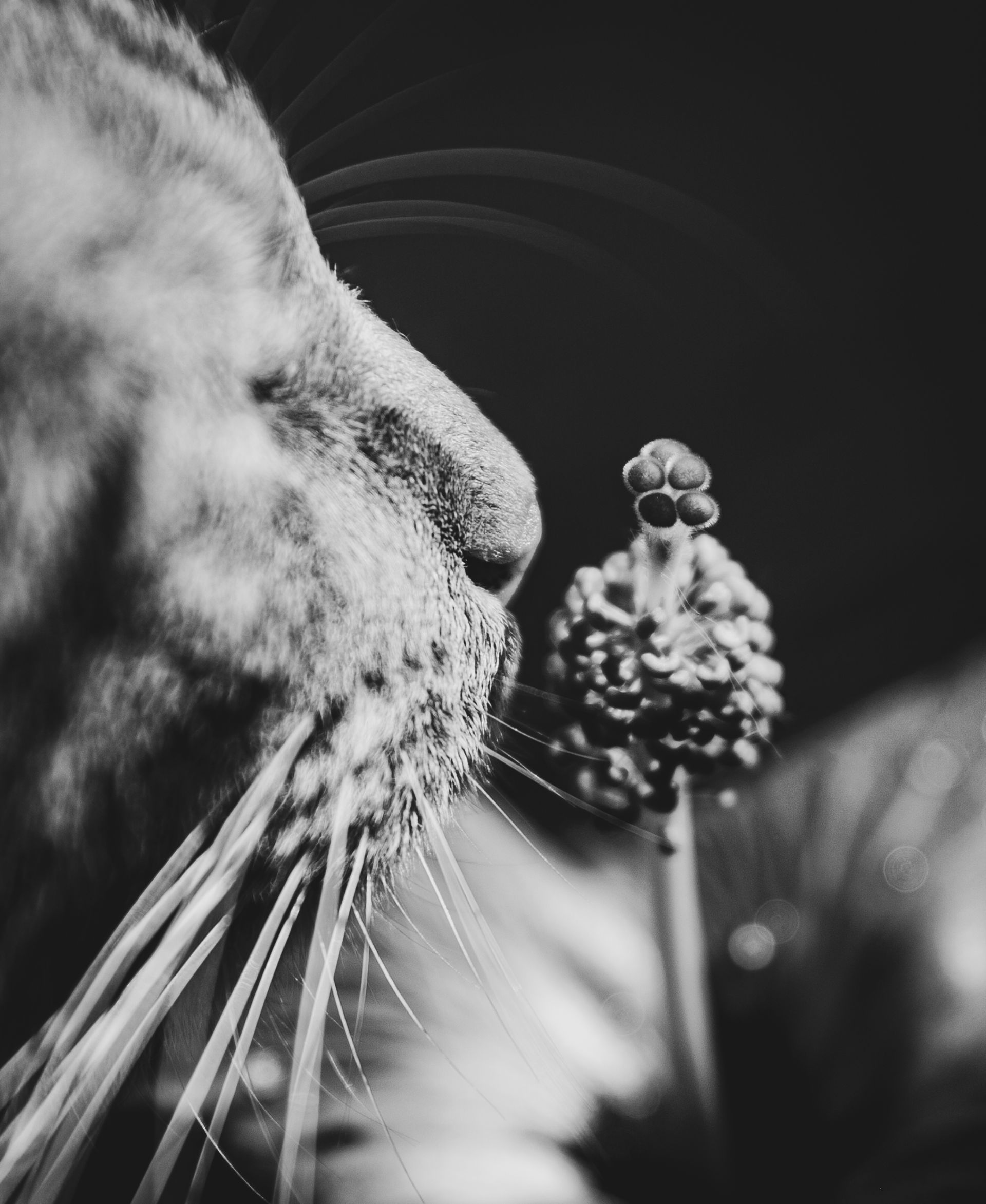 Black and white close-up of a cat sniffing a spherical flower in a dark setting.