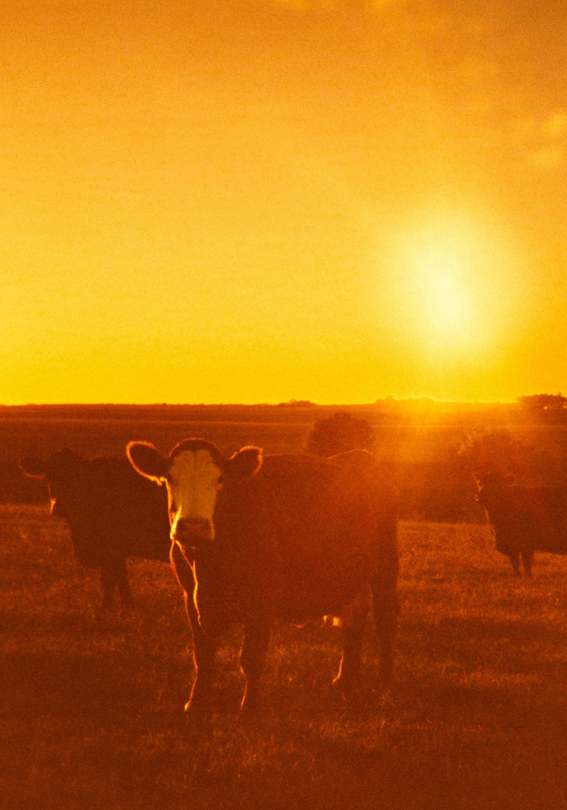 Cow in a field at sunset, bathed in orange light. Other cows in the background.