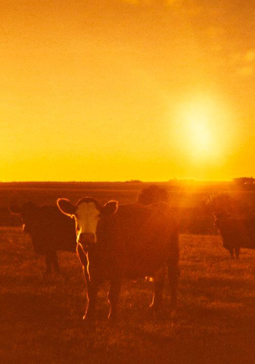 Cows in a field at sunset, bathed in golden light. One cow looks directly at the camera.