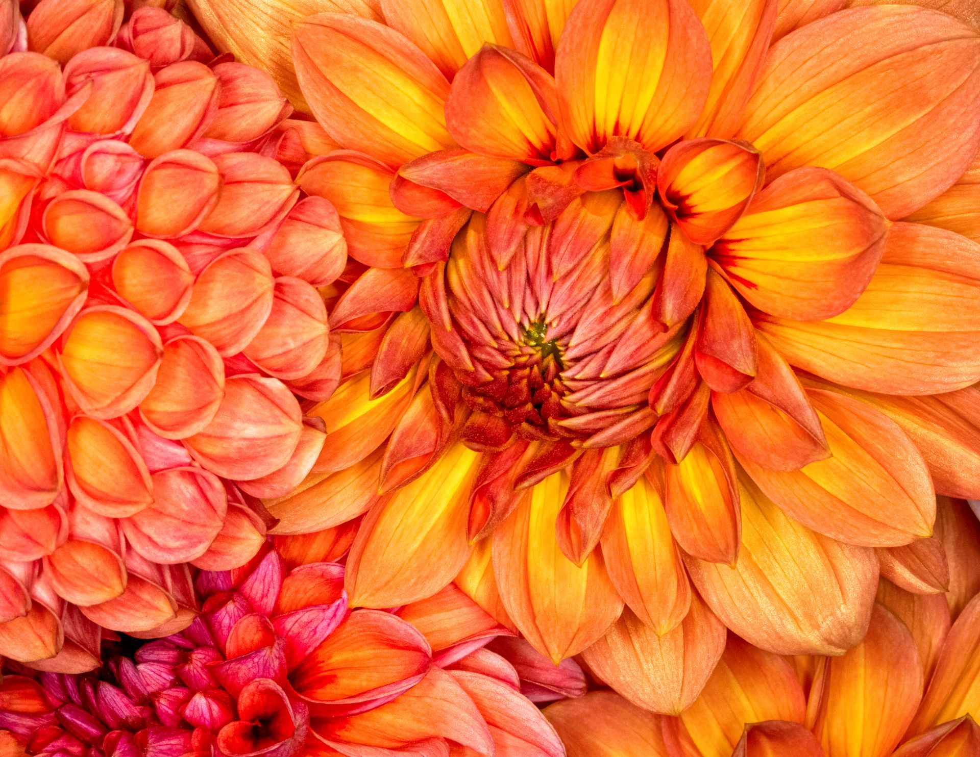 Close-up of vibrant orange and red dahlias in full bloom.
