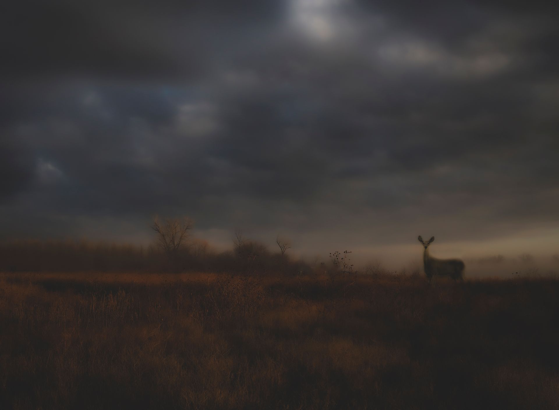 Deer stands in a field under a dark, cloudy sky.