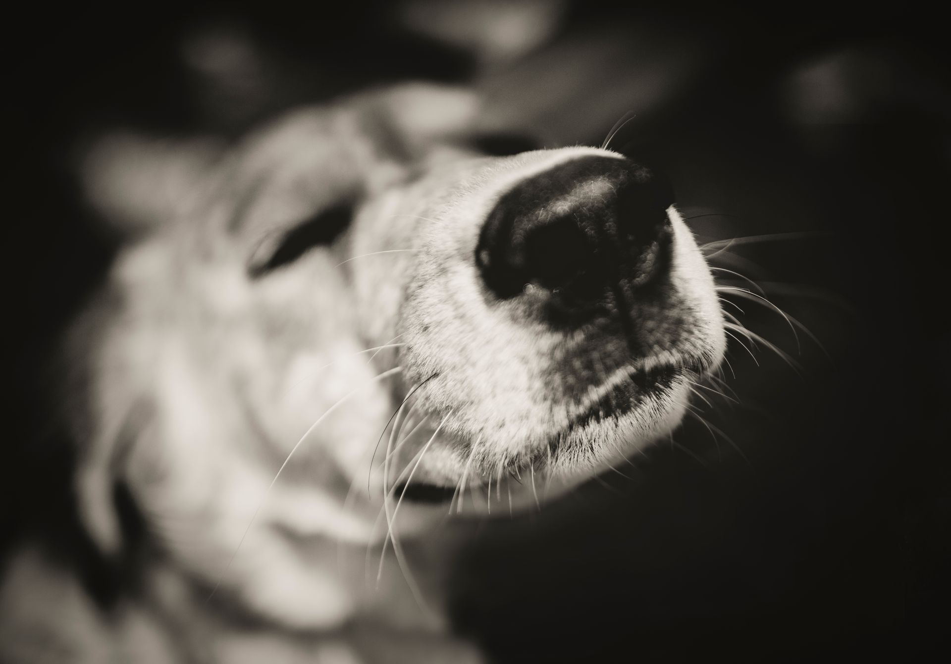Close-up of a dog's nose in black and white, whiskers visible, focused on sniffing.