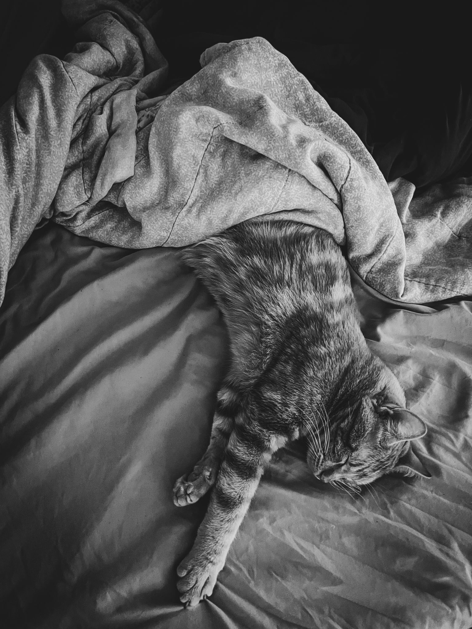 A tabby cat lies sprawled on a bed, partially covered by a blanket, in grayscale.