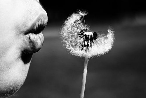 Person blowing dandelion seeds, black and white.