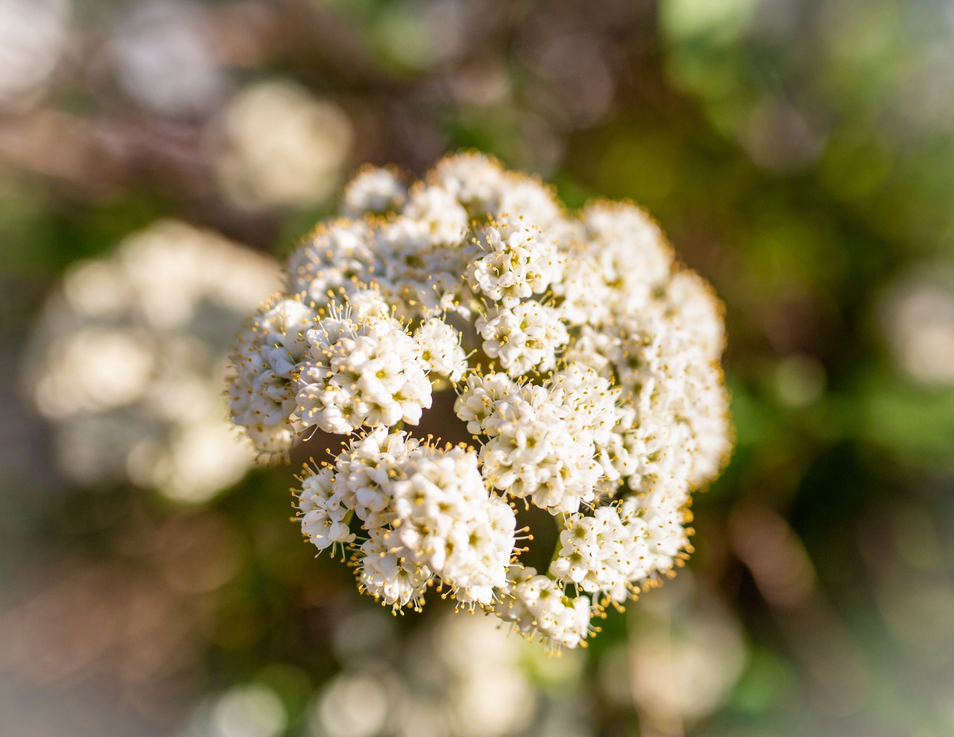 White, clustered flowers with yellow centers; blurred green background.